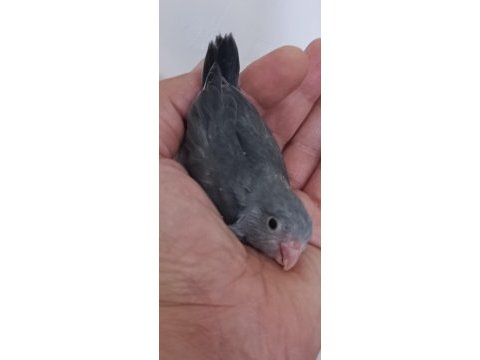Kara kartal erkek forpus