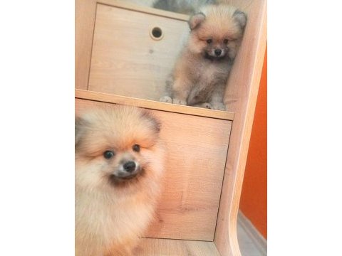 İzmir'de uygun pomeranian boo yavrular