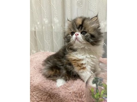 Exotic shorthair kediler
