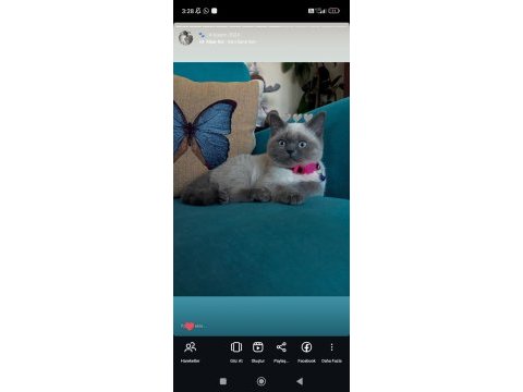 Dişi british shorthair cins 1 yaşında