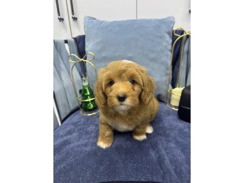 Terrier melezi değil f1 maltipoo