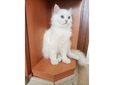 British longhair erkek