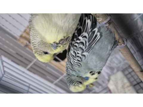 Çift show jumbo muhabbet kuşu