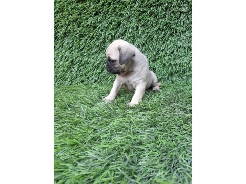 Pug mops crem ve siyah