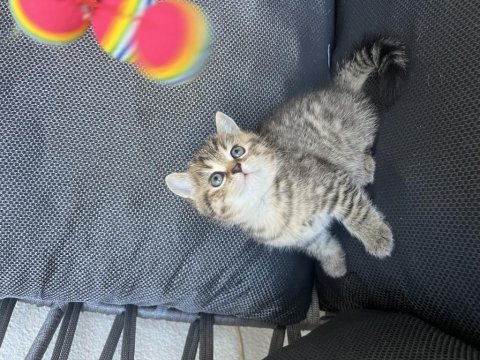 Oyuncu erkek bebek kedimiz teslime hazır