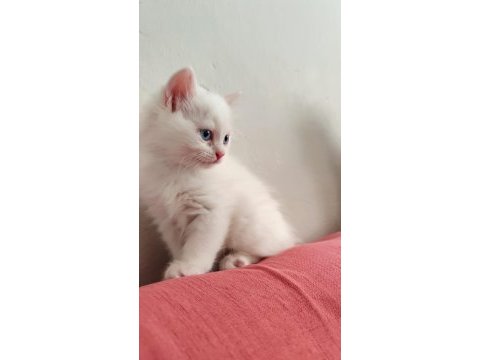 British shorthair kedilerimiz