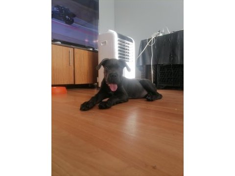 Safkan cane corso bebekler