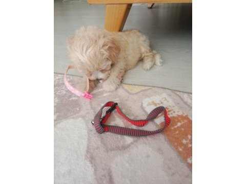 Maltipoo 3 aylık dişi