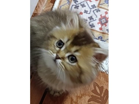 3 aylık erkek yavru british longhair