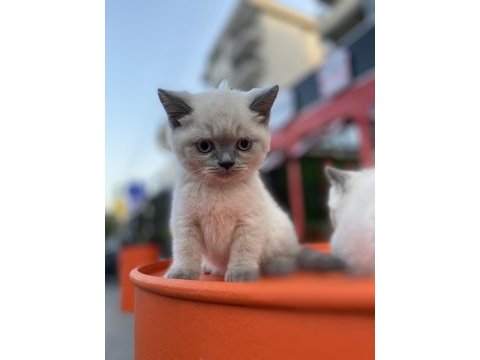 4 adet blue point yavru british shorthair