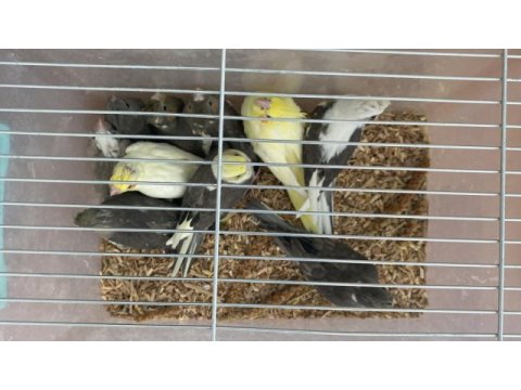 Denizlinin en kaliteli ve uygun papağanları s&m hobi