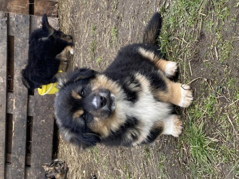 Sahiplendirilecektir 3 aylık yavru köpeklerimiz