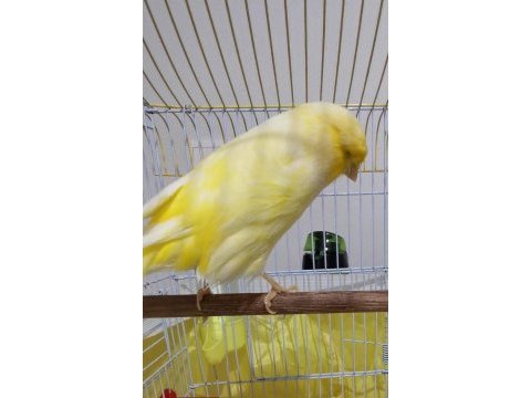 Orjinal safkan lankşayır kanarya 23 cm