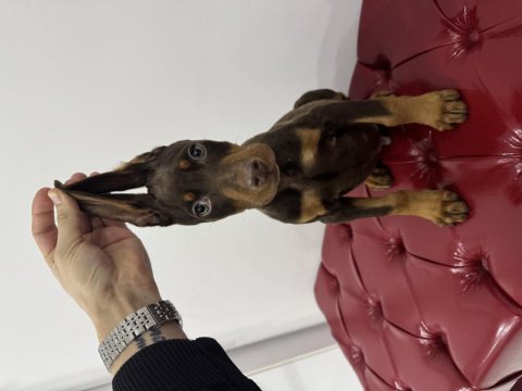 Safkan kızıl erkek 55 günlük doberman