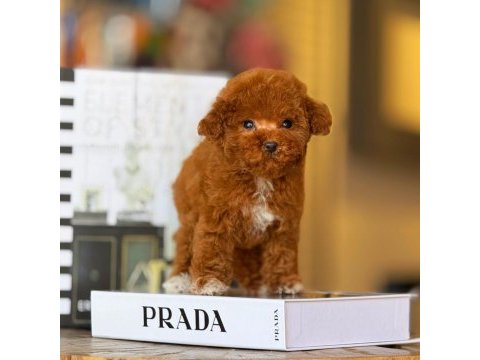 Birbirinden güzel toy poodle bebeklerimiz