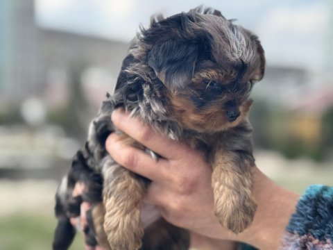 Petmode köpek çiftliğinde ziyarete açık morkie