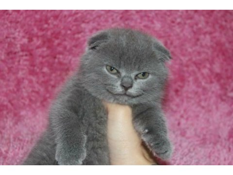 Ankara nın en güzel scottish fold yavruları