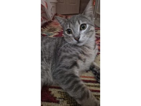 10 aylık dişi tekir kedimiz için yuva arıyoruz