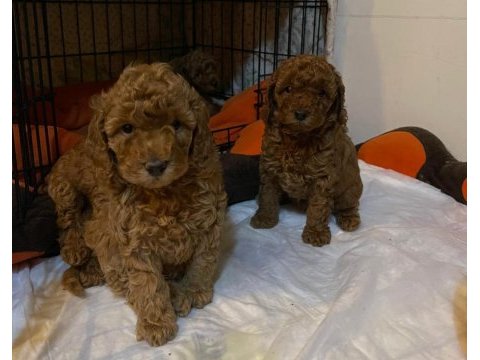 Toy poodle yavrular