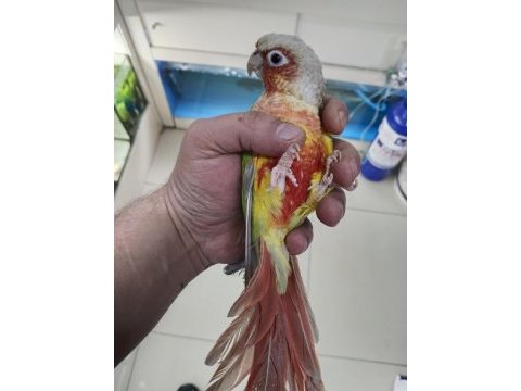 Pineapple conure papağanı 7 aylık