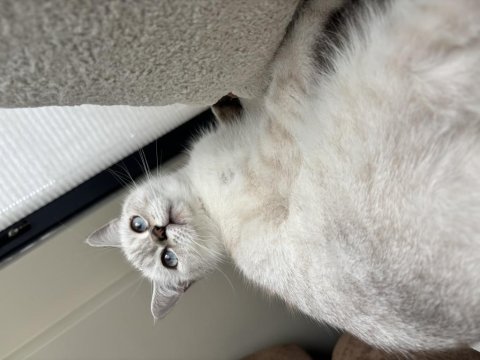 Evlendim eşimin alerji durumundan british shorthair