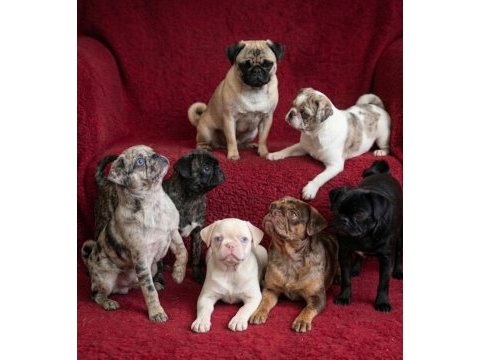 Egzotik renk pug mops yavruları