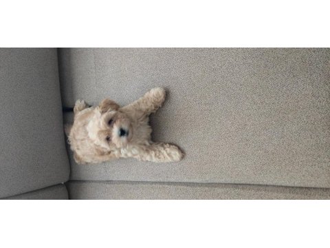 Maltipoo 2.5 aylık