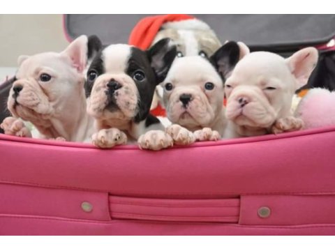 French bulldog yavruları