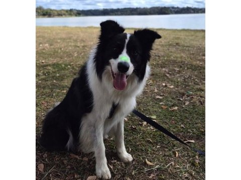 Dişi erkek border collie kapıda ödemeli güvenli sistem