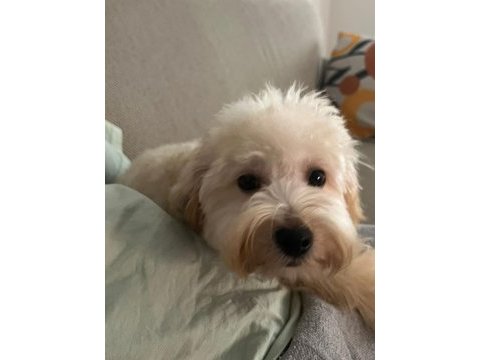 Maltipoo yavrumuza yeni yuva