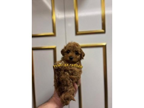 Orijinal toy poodle