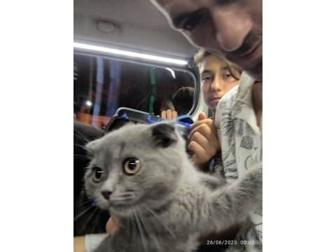75 günlük scottish fold