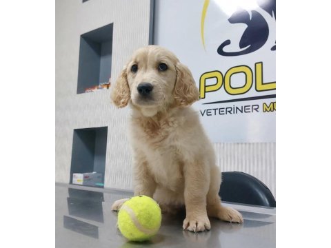 Golden retriever