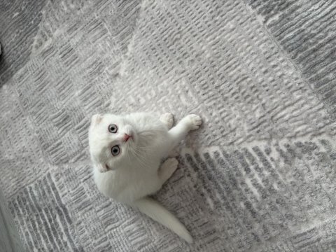 Sıfır kulak 2 aylık scottish fold