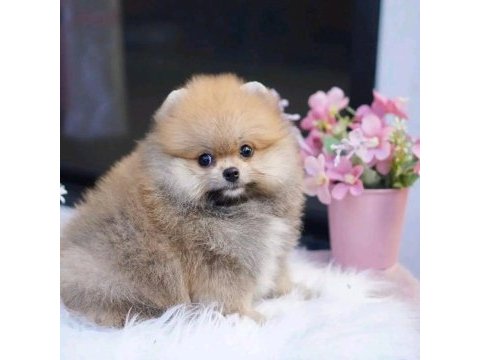 Pomeranian kg garantili yavrularımız