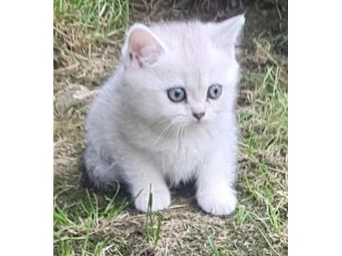Akkuş üretim çiftliğinden scottish fold yavruları