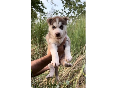 Sibirya kurdu (husky) yavrularımız