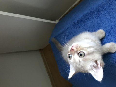 Scottish fold british shorthair yavrular