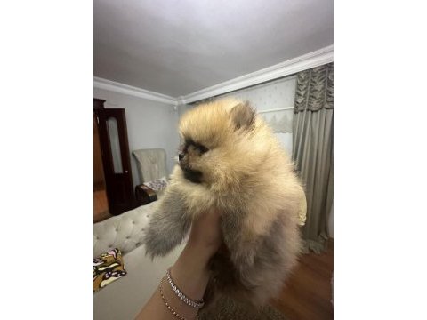 2 aylık erkek pomeranian