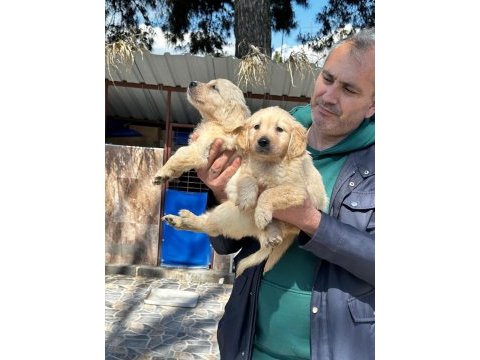 Sevimli golden retriever yavrularımız