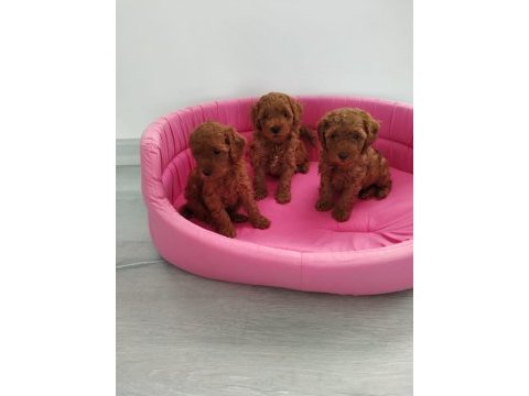 Redbrown toy poodle yavrularımızı canlı görün