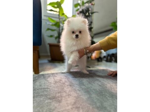 Pomeranian erkek 3,5 aylık