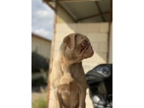 Ping pug dişi