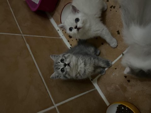İki aylık british shorthair yavrularım sahiplendirecektir
