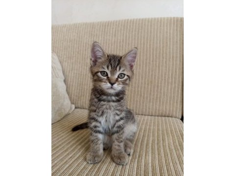 Kendi kedimin british shorthair yavrusu