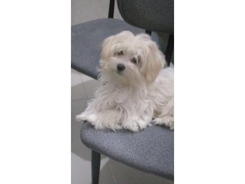 Sahiplendirilecek 4 aylık terrier