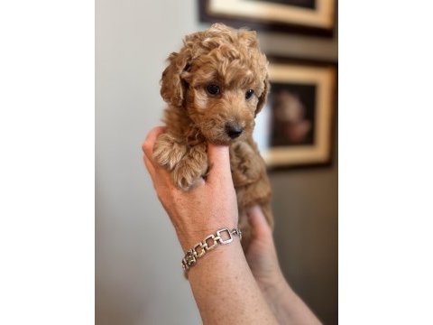 Apricot toy poodle yavrularımız