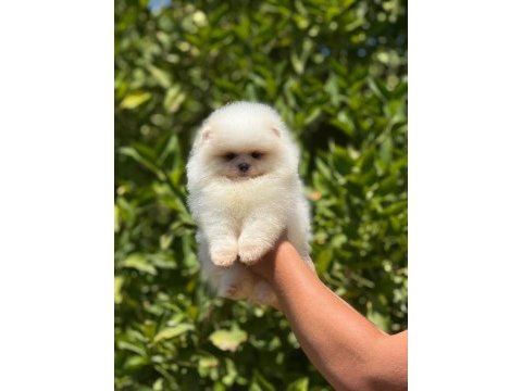 Bebek surat pomeranian