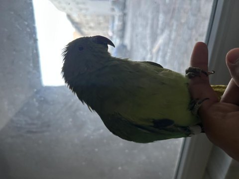 Pakistan papağanı 7 aylık