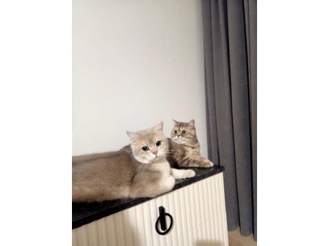 4 aylık british shorthair zorunlu sahiplendirme